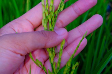 Makro Fotoğrafçılık. Bitkiler kapatın. Pirinç tanelerine dokunan ve hisseden bir sol elin makro fotoğrafı, pirincin sağlıklı ve verimli büyümesini sağlar. Makro mercekle çekilmiş.