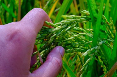 Makro Fotoğrafçılık. Bitkiler kapatın. Pirinç tanelerine dokunan ve hisseden bir sol elin makro fotoğrafı, pirincin sağlıklı ve verimli büyümesini sağlar. Makro mercekle çekilmiş.