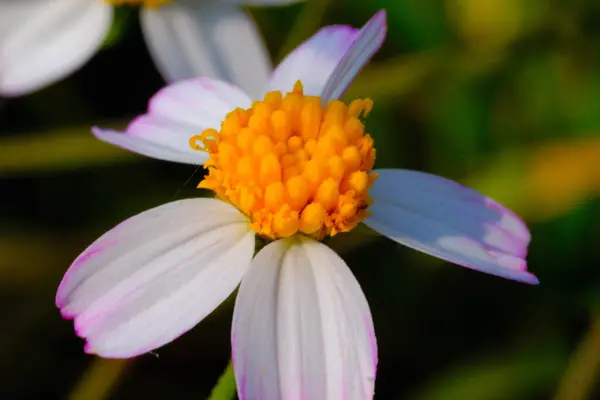 Macro Photography. Plants Close up. Macro shot of Colorful Bidens Pilosa flower. Detail and macro photos of the beautiful Bidens Pilosa flower. Shot in Macro lens