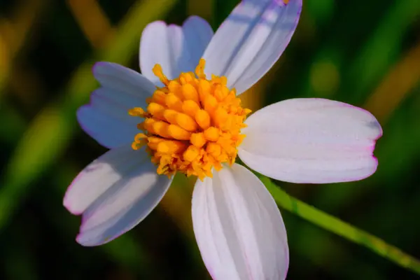 Macro Photography. Plants Close up. Macro shot of Colorful Bidens Pilosa flower. Detail and macro photos of the beautiful Bidens Pilosa flower. Shot in Macro lens