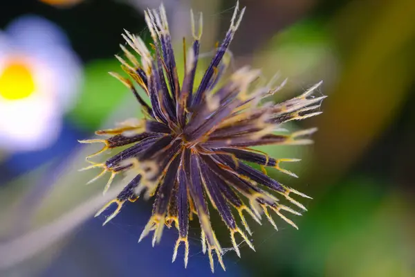 Macro Photography. Plants Close up. Macro shot of dried Bidens Pilosa flowers. Detailed and macro photos of dried Bidens Pilosa flower. Shot in Macro lens