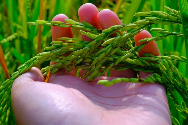 Makro Fotoğrafçılık. Bitkiler kapatın. Pirinç tanelerine dokunan ve hisseden bir sol elin makro fotoğrafı, pirincin sağlıklı ve verimli büyümesini sağlar. Makro mercekle çekilmiş.