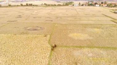 Hayvan Görüntüleri. Hava İHA 'ları. Pirinç hasadından sonra kuru pirinç tarlalarında gezinen birkaç bufalonun 4K videosu. Kırsal alan. 4K çözünürlüğündeki bir insansız hava aracından havadan ateş edildi.