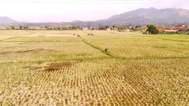 Hayvan Görüntüleri. Hava İHA 'ları. Pirinç hasadından sonra kuru pirinç tarlalarında gezinen birkaç bufalonun 4K videosu. Kırsal alan. 4K çözünürlüğündeki bir insansız hava aracından havadan ateş edildi.