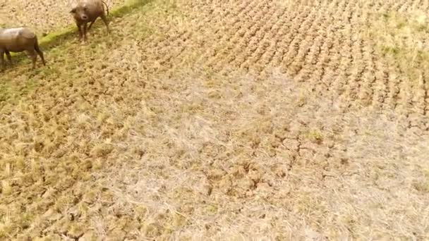 Zvířecí Záznam Letecké Drony Letecký Video Několika Buvolů Putujících Suchých — Stock video