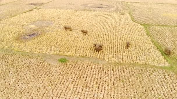 Hayvan Görüntüleri Hava Ları Pirinç Hasadından Sonra Kuru Pirinç Tarlalarında — Stok video