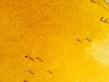 Spor fotoğrafçılığı. Havadan manzaralar. Sahada top peşinde koşan çocukların robot görüntüsü. Çocuklar sabahleyin futbol oynuyorlar. Uçan bir İHA 'dan havadan çekilmiş..