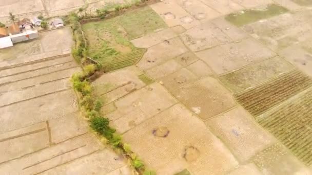 时光飞逝的影像在大片大片干燥的稻田里 位于印度尼西亚万隆农村地区 从一架4K分辨率的无人驾驶飞机上拍的空中照片 — 图库视频影像