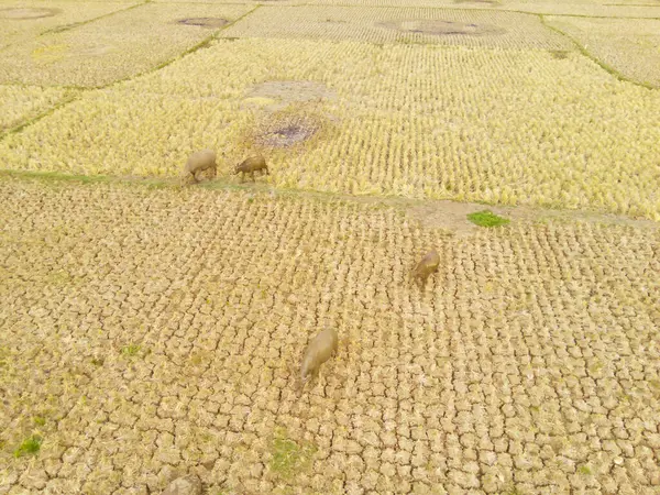 Animal Photography. Aerial Drones. Buffalo feeding in dry rice fields in the summer. Located in the countryside of Bandung - Indonesia. Aerial Shot from a flying drone.