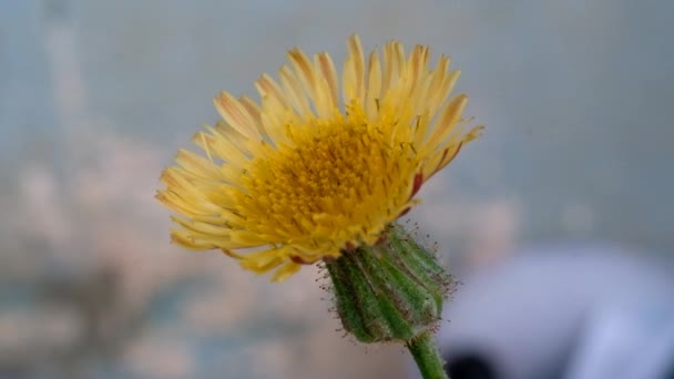 マクロ フッテージ 植物は閉じる 黄色のタンポポの花のクローズアップショット 若いタンポポの花が風に吹いている ビデオ解像度について バンドン インドネシア アジア — ストック動画