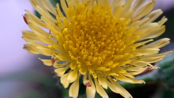 Macro Footage Plants Closeup Closeup Shot Yellow Dandelion Flower Young — Stock Video