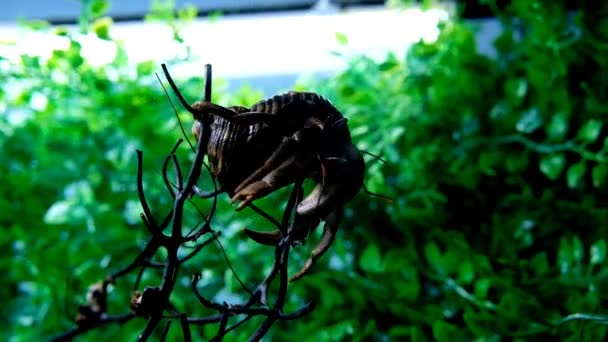 动物的形象 视频Macros 隐士蟹从树枝上下来了把螃蟹藏在螃蟹里动物行为 以4K分辨率射击 — 图库视频影像