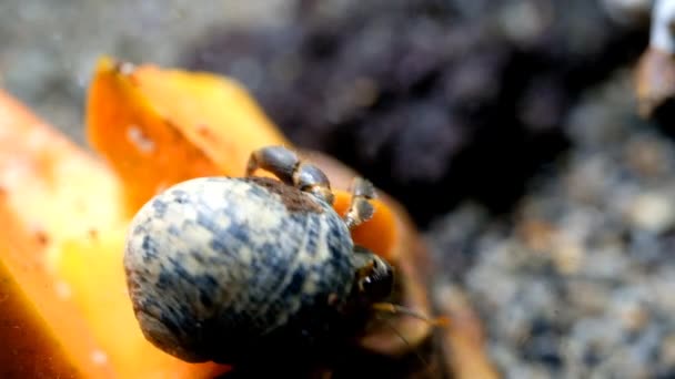 动物的形象 视频Macros 隐士蟹吃完木瓜就走了 把螃蟹藏在螃蟹里动物行为 以4K分辨率射击 — 图库视频影像