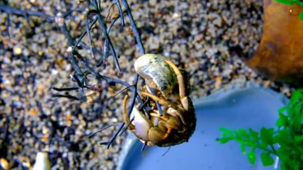 Beelden Van Dieren Video Macro Hermit Crab Komt Van Een — Stockvideo