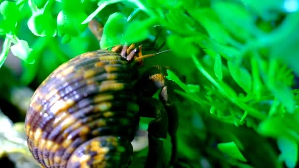 Filmati Animali Macro Video Hermit Crab Cerca Arrampicarsi Viti Artificiali — Video Stock