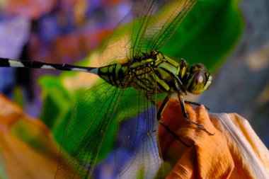Makrofotoğrafçılık. Hayvan kapanışı. Yeşil Darner 'ın (Anax junius) Macro fotoğrafı. Yeşil bir yusufçuk kuru bir yaprağın üzerinde oturuyor. Bandung, Endonezya