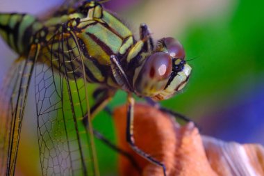 Makrofotoğrafçılık. Hayvan kapanışı. Yeşil Darner 'ın (Anax junius) Macro fotoğrafı. Yeşil bir yusufçuk kuru bir yaprağın üzerinde oturuyor. Bandung, Endonezya