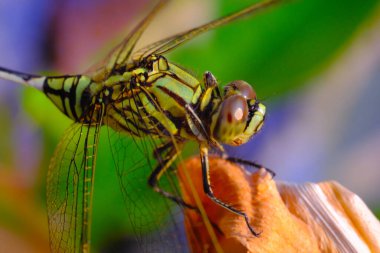 Makrofotoğrafçılık. Hayvan kapanışı. Yeşil Darner 'ın (Anax junius) Macro fotoğrafı. Yeşil bir yusufçuk kuru bir yaprağın üzerinde oturuyor. Bandung, Endonezya