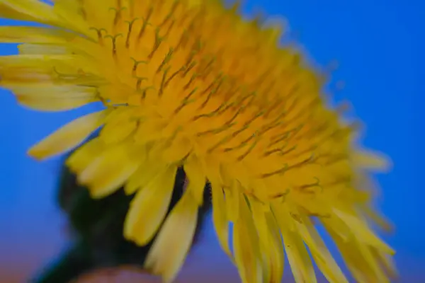 Macro Photography. Plants Close Up. Macro shot of yellow dandelion flower. Young dandelion flowers. In the photo using a macro lens