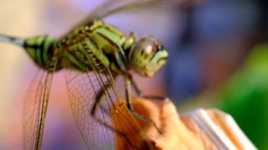 Hayvan Görüntüleri. Video Macros. Kuru bir yaprağa tünemiş yeşil bir yusufçuk. Makro mercekle 4K Çözünürlük 30fps ile çekilmiş. Bandung, Endonezya