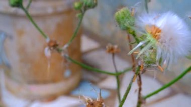 Bitki Görüntüleri. Video Macros. Beyaz karahindiba çiçekleri, güçlü rüzgarla savruluyor. Makro mercekle 4K Çözünürlük 30fps ile çekilmiş. Bandung, Endonezya