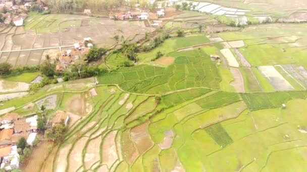 Hyper Lapse Drone视频 空中的影像 村庄边缘的一片广阔的稻田 从一架高200米 分辨率为4K的无人驾驶飞机上发射的 印度尼西亚Cikancung — 图库视频影像