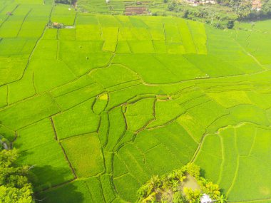 Batı Java Eyaleti, Endonezya 'da pirinç tarlalarındaki tarımın hava görüntüsü. Arka plan için doğal doku. 200 metre yükseklikte uçan bir İHA tarafından vuruldu..