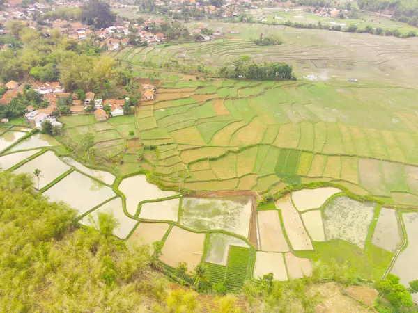 Bird's eye view from drone of muddy rice fields in Cikancung, Indonesia. The rice fields are wet due to heavy rain. Shot from a drone flying 200 meters high.
