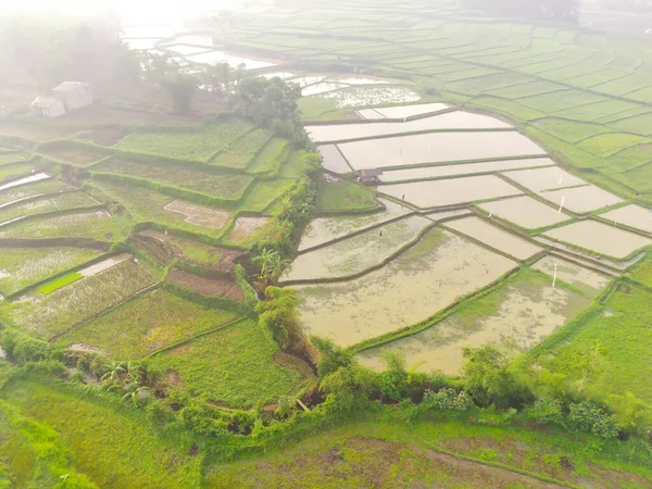 Bird's eye view from drone of muddy rice fields in Cikancung, Indonesia. The rice fields are wet due to heavy rain. Shot from a drone flying 200 meters high.