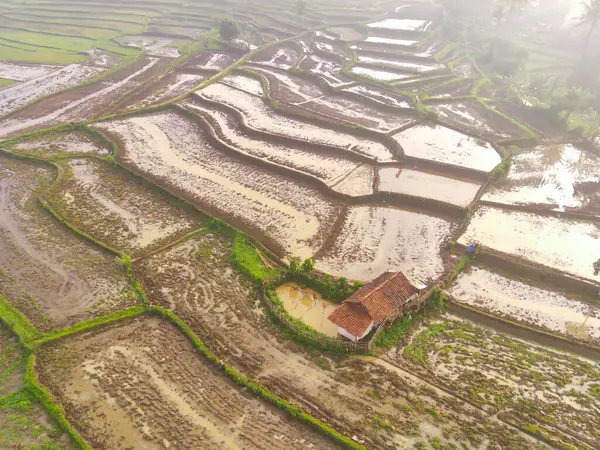 Bird\'s eye view from drone of muddy rice fields in Cikancung, Indonesia. The rice fields are wet due to heavy rain. Shot from a drone flying 200 meters high.