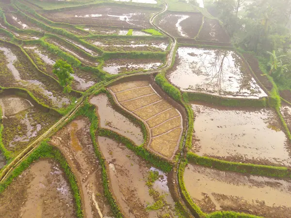 Bird\'s eye view from drone of muddy rice fields in Cikancung, Indonesia. The rice fields are wet due to heavy rain. Shot from a drone flying 200 meters high.