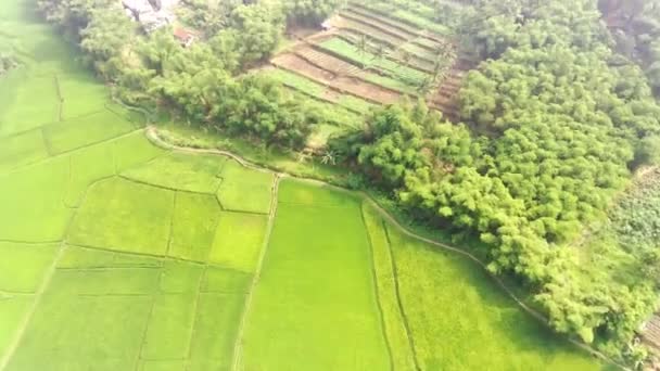 Footoga Drónok Indonéziai Nyugat Jáva Tartományban Termesztendő Rizsföldek Mezőgazdaságának Hiper — Stock videók