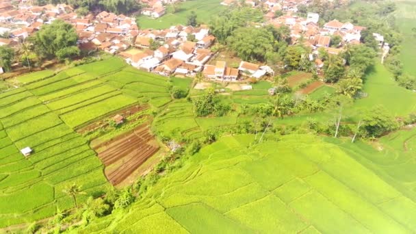 Footoga无人机 印度尼西亚西爪哇省稻田耕作的空中农业观 自然的背景纹理 以4K解像度30Fps拍摄 — 图库视频影像