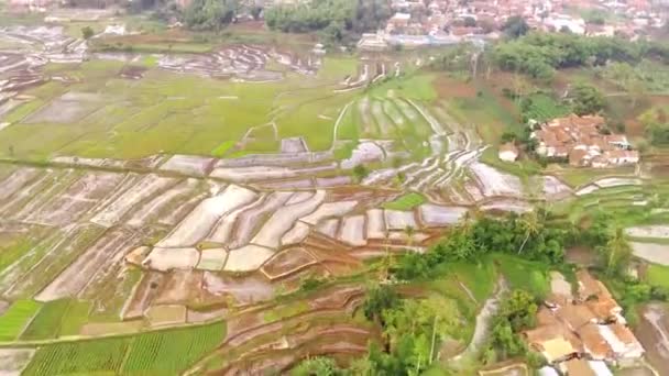 Hyper Lapse Footage Luftaufnahme Des Abstrakten Musters Von Reisfeldern Der — Stockvideo
