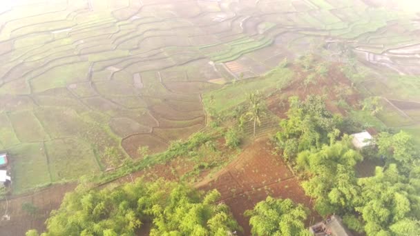 Drone Footage Vue Aérienne Des Rizières Brumeuses Matin Dans Province — Video