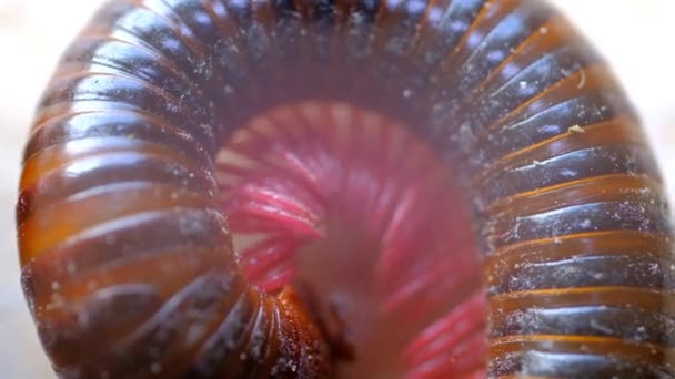 Animal Videography Animal Footage Slow Motion Close Millipede Moving Circular — Stock Video