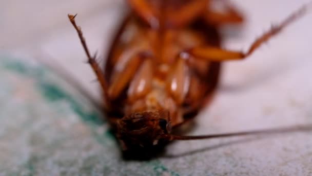 Videografía Animal Filmación Animal Cierre Cámara Lenta Boca Una Cucaracha — Vídeos de Stock