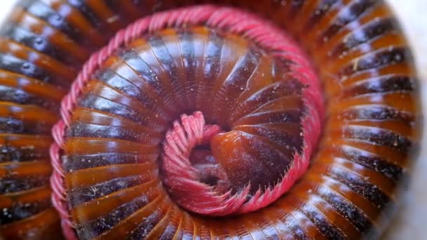 Animal Videography Animal Footage Milipede Moves Out Coiled Position Milipede — Stock Video