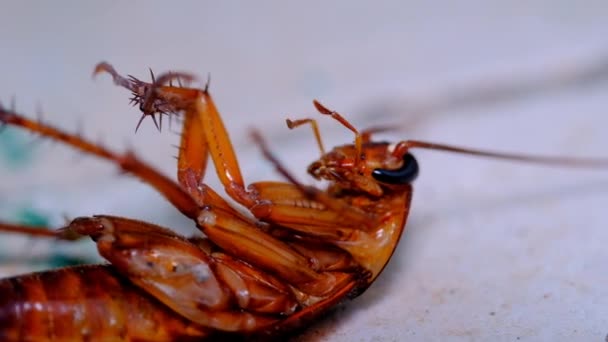 Videografía Animal Filmación Animal Cierre Cucaracha Tratando Darse Vuelta Grabado — Vídeos de Stock