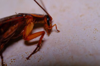 Hayvan Fotoğrafçılığı. Hayvan kapanışı. Hamamböceğinin vücudunun baş aşağı çekilmiş son derece yakın çekimi. Vücudunu döndürmeye çalışan bir hamamböceği. Makro mercekle çekilmiş.