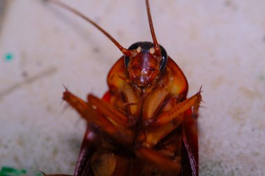 Hayvan Fotoğrafçılığı. Hayvan kapanışı. Hamamböceğinin vücudunun baş aşağı çekilmiş son derece yakın çekimi. Vücudunu döndürmeye çalışan bir hamamböceği. Makro mercekle çekilmiş.