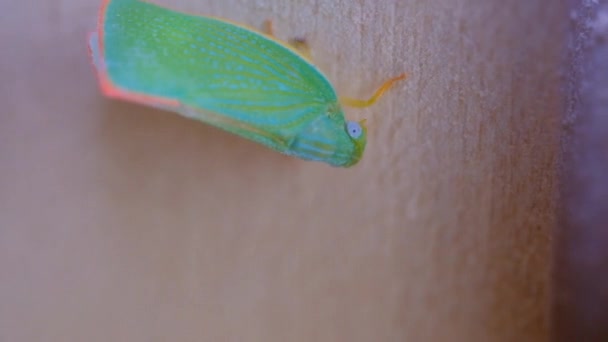 Animal Videography Macro Videography Footage Green Planthopper Walking Wooden Door — Stock Video