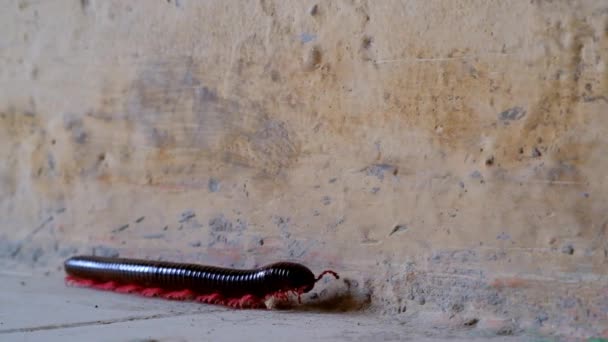 Βιντεογραφία Ζώων Πλάνα Συμπεριφοράς Ζώων Millipede Σερνόταν Στο Πάτωμα Του — Αρχείο Βίντεο