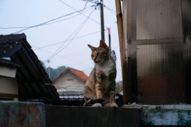 Çizgili bir kedi bahçedeki çitin üzerinde oturuyor. Kahverengi, beyaz ve turuncu karışımlı kedi. Hayvan fotoğrafçılığı. Hayvan teması. Seçici Odaklanma. Evcil kedi. Makro mercekle çekilmiş.