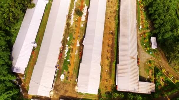 コーンの貯蔵および処理の倉庫の映像 木やプランテーションの拡大の中央にある倉庫の空中観察 アリアルビデオ 食品産業について ドローン フッテージ Fpsで撮影する — ストック動画