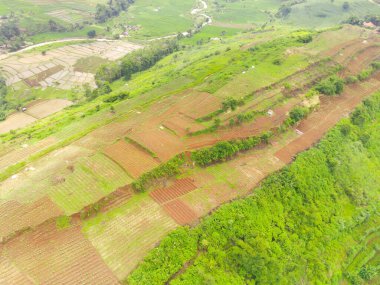 Endonezya 'daki Cikancung Tepesi' nin havadan görünüşü. Tarlaları olan yeşil bir tepenin manzarası. Tarım Alanı. Yukarıdan. Tarım Endüstrisi. 100 metreden uçan bir İHA tarafından vuruldu.