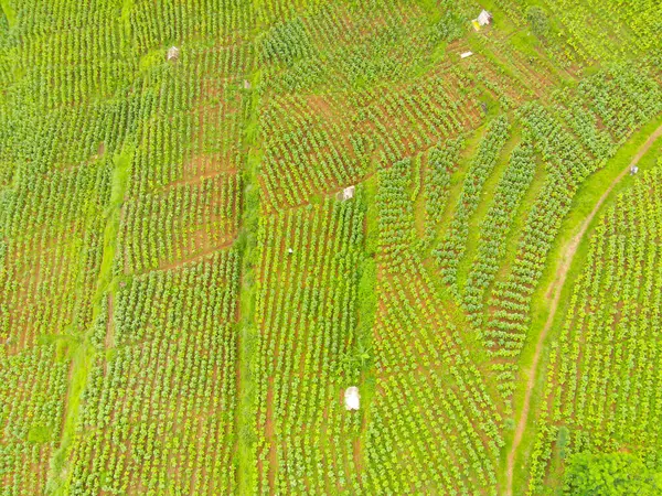 View of local Farm at the top of the hill. Aerial view of rice fields and plantations in Cicalengka, Bandung - Indonesia. Above. Agriculture Industry. Shot in drone flying 100 meters