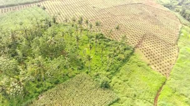 Filmación Aérea Campos Maíz Recién Plantados Ciudad Bandung Indonesia Paisaje — Vídeos de Stock