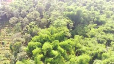 Kırsaldaki yemyeşil ağaçların aşırı hızlanması. Köyün çevresinde tropik bir orman gibi büyüyen ağaçların manzarası. Odun endüstrisi. Yukarıdan. Tropik ormanlar. 4K Video Çözünürlüğü 30 Fps