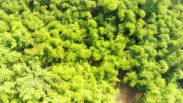 Аерофотозйомка Пишних Дерев Сільській Місцевості Ландшафт Багатьох Дерев Ростуть Навколо — стокове відео